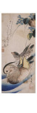 Deux canards nageant