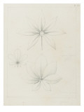 Etudes de feuille de pachira de Caroline  de capucine élégante  de eriodedron lejantharum entre