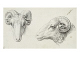 Deux têtes de bélier