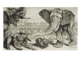 Animaux divers