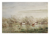 Chevaux sauvages en Camargue
