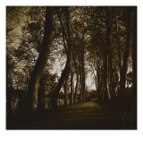 Sous-bois