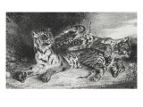 Jeune tigre jouant avec sa mère  lithographie 1er état