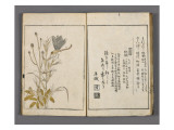 Yama no seki