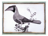 Original Drawings of Ornithology