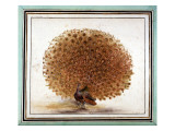 Original Drawings of Ornithology