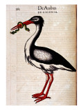 Gesner  Manuscript "Historiae Animalium"  Book Ii: "Quadrupedipus Oviparis"