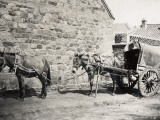 China  Horses Harnessed  in Peking