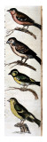 Original Drawings of Ornithology