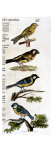 Original Drawings of Ornithology