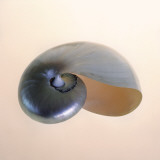 Polished Nautilus