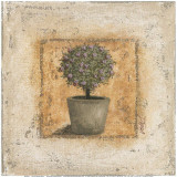 Pot et Arbuste Fleuri