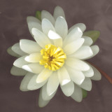 Water Lily
