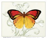 Butterfly Theme III