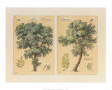 Frêne et Accacia