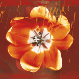Tulip Fresco (red)