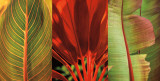 Tropical Treasure I