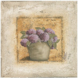 Orthensias en Pot