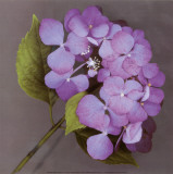 Purple Hydrangea