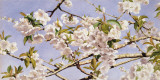 Apple Blossoms