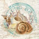 Seashells by the Seashore I