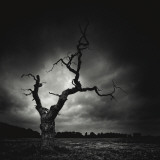 The Last Tree