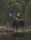 North Country Moose