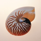 Nautilus