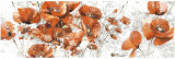 Coquelicots