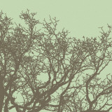 Winter Tree II