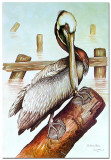 Brown Pelican