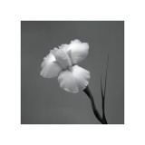 Iris II