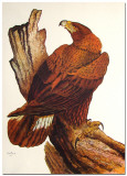 Golden Eagle