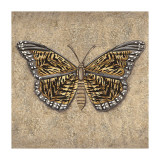 Tiger Butterfly