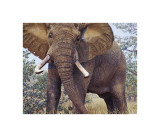 Jumbo