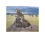 Cheetah Watch