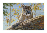 Front Range Cougar
