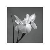 Iris I