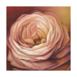 Rose Portrait