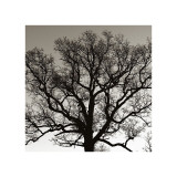Early Winter Tree