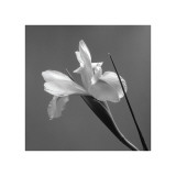 Iris IV