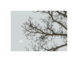 Whimsy Tree