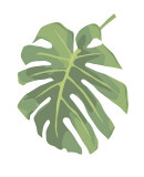 Philodendron I