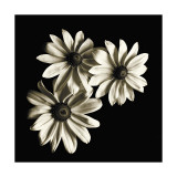 Three Black-Eyed Susans