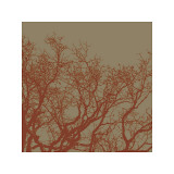Cinnamon Tree II