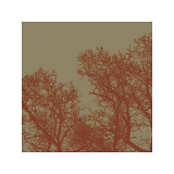 Cinnamon Tree I