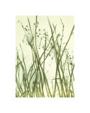 Watery Grasses I