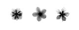 X-Ray Frangipani Triptych