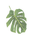 Philodendron II