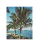 Palm Grove